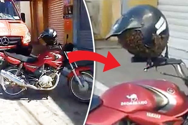Video: Swarm of bees nest inside bikers helmet
