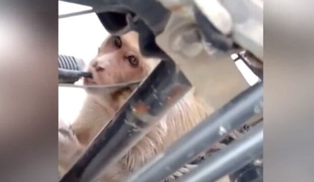 Video: This monkey’s going ape for some unleaded…