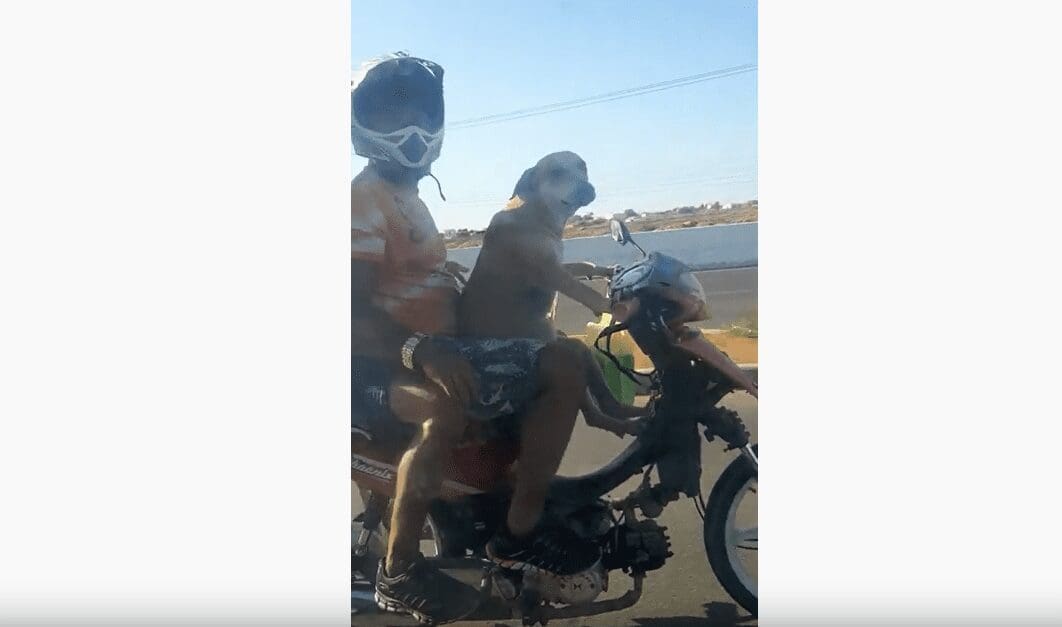 It’s Beagle Knievel! Dog spotted riding a scooter in Brazil. And he’s in total control.
