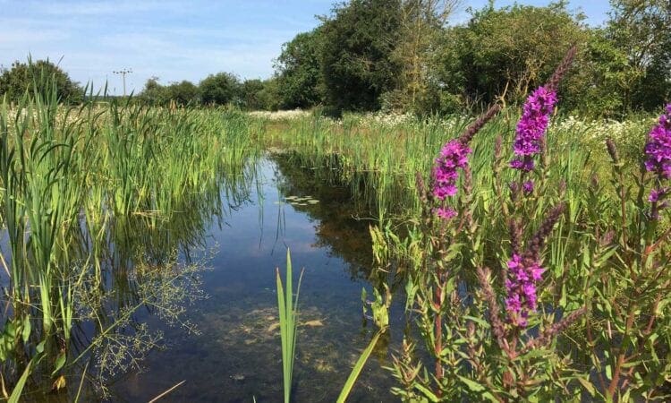 HS2: Webinar on new habitats for local wildlife in the West Midlands