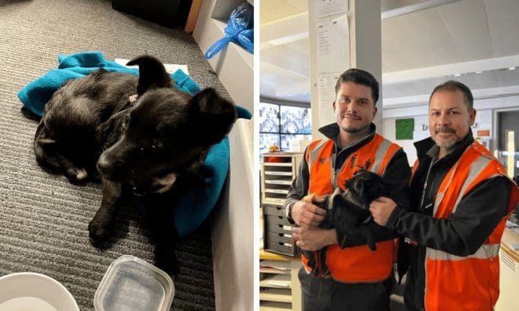 Puppy rescued from tracks by trainee in middle of train driving lesson