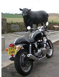 Some people might say this bike is a load of Aberdeen Angus!