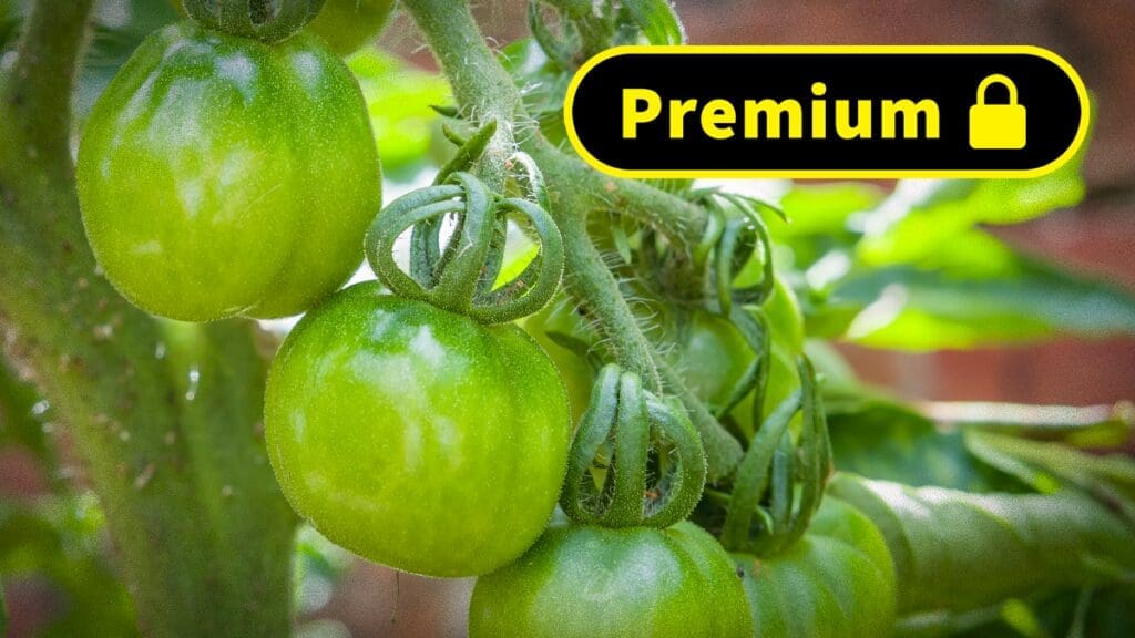 Kitchen Garden Magazine | Premium Articles: Help Ripen Tomatoes