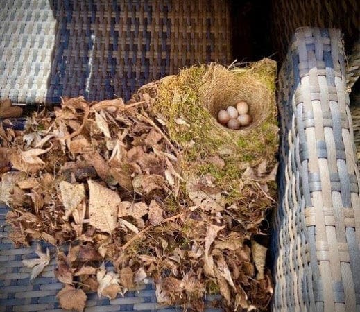 Birds nesting in ‘eggstraordinary’ places