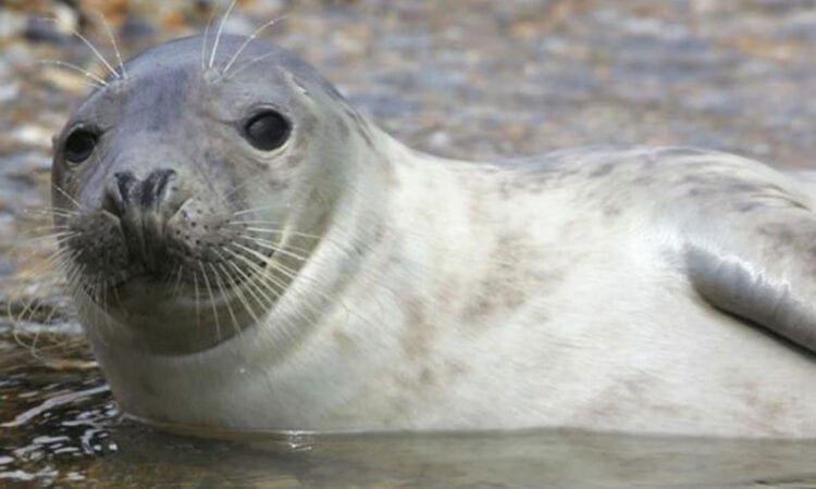 Canal & River Trust are looking for volunteers to assist with seal survey
