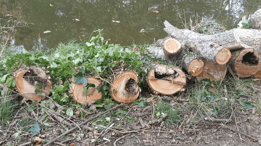 Felled logs showing signs of ash dieback lesions