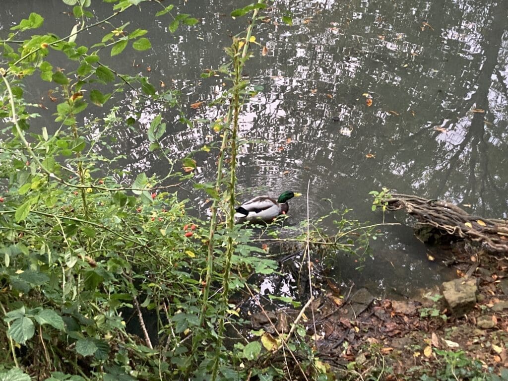 Ducks on a stretch of what was once the Oakham to Melton Canal