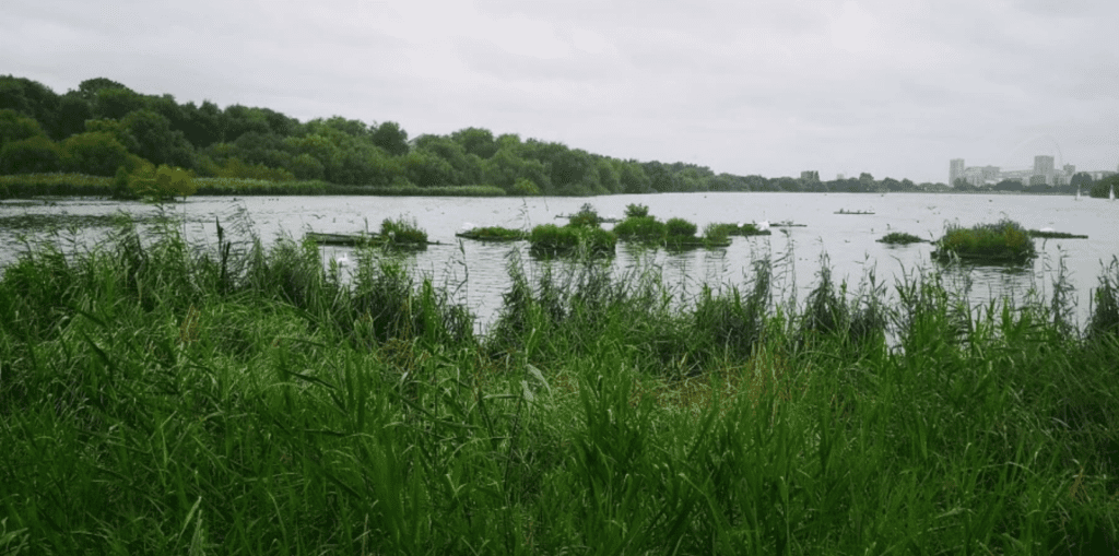 Welsh Harp / Brent reservoir