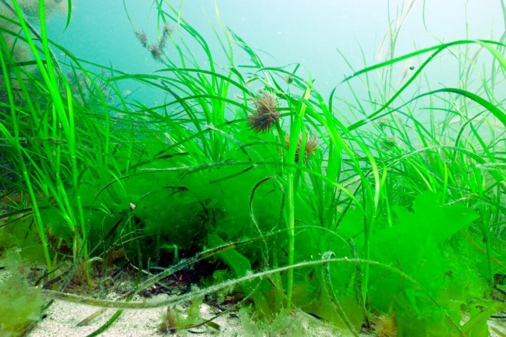 Seagrass beds CREDIT PAUL KAY