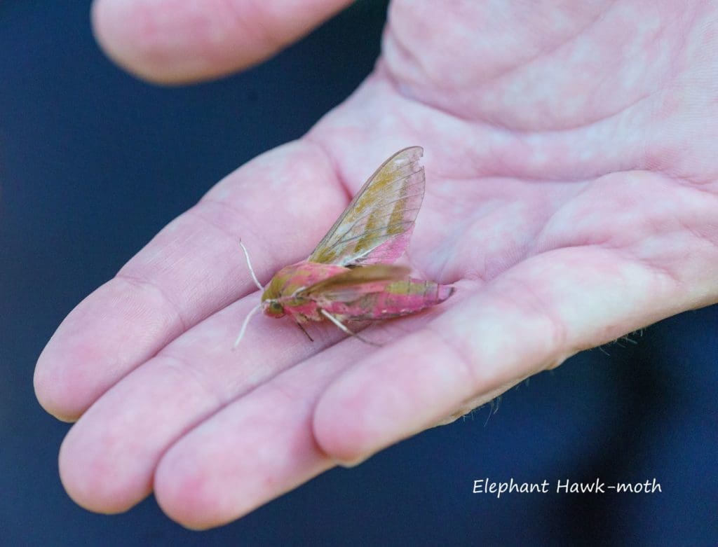 Elephant Hawk Moth