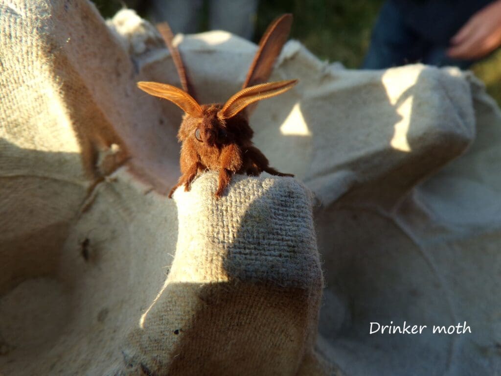Drinker Moth