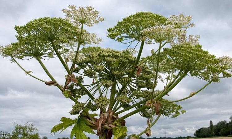 GIANT Hogweed on the Kennet & Avon!