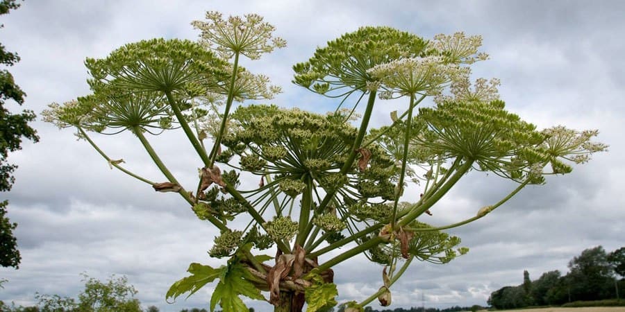 giant hogweed pic