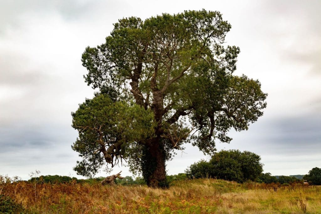 Black poplar tree 