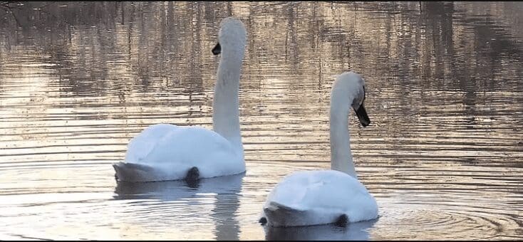 Cotswold Canal Trust