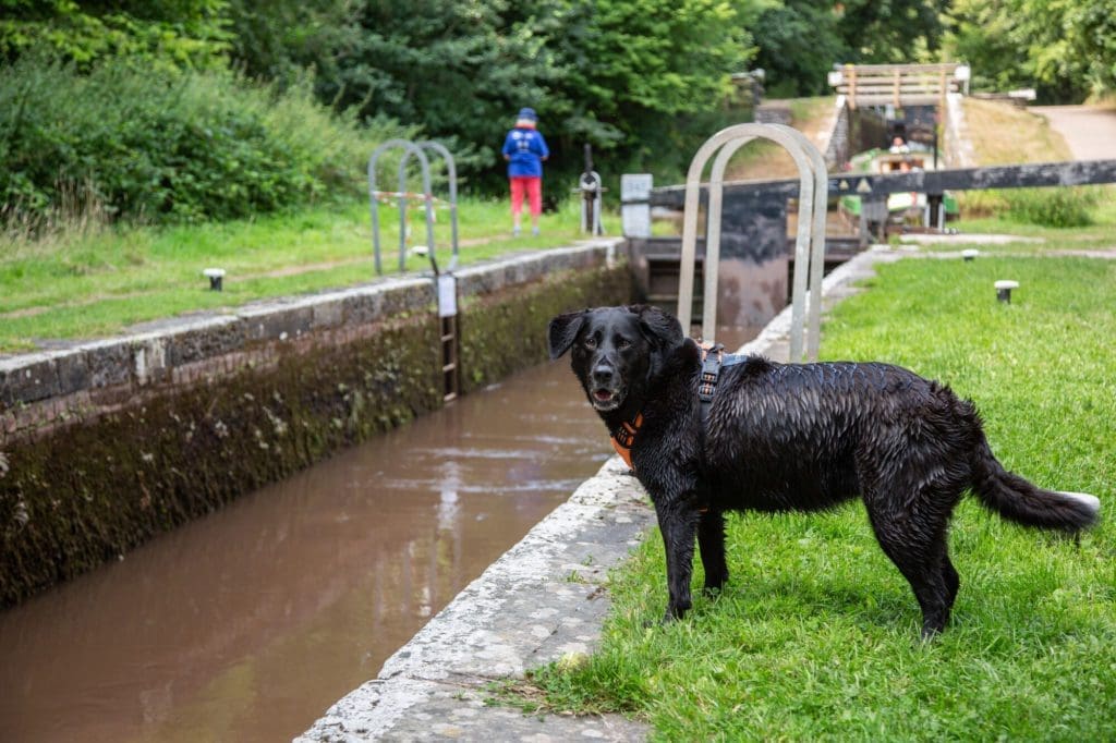 Summer at Llangynidr Lock Flight