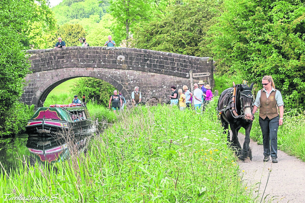 Popular boat horse Chelsea hauling trip boat Birdswood on the Cromford Canal.