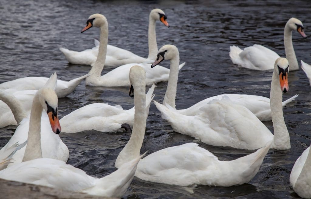 Swans in Norfolk