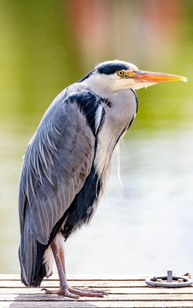 Mercia Marina wildlife photos by Ian Carroll