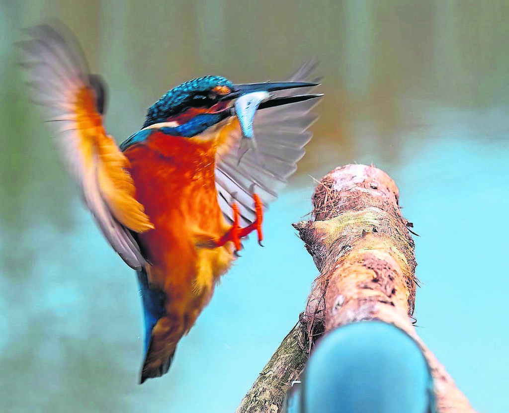 A kingfisher close-up. PHOTOS: GRANT HEBBLEWHITE