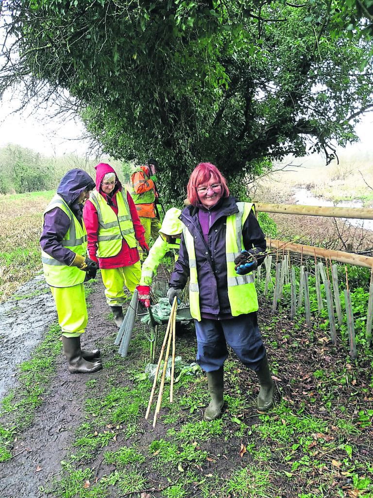 Hedge planting along the Cromford Canal.