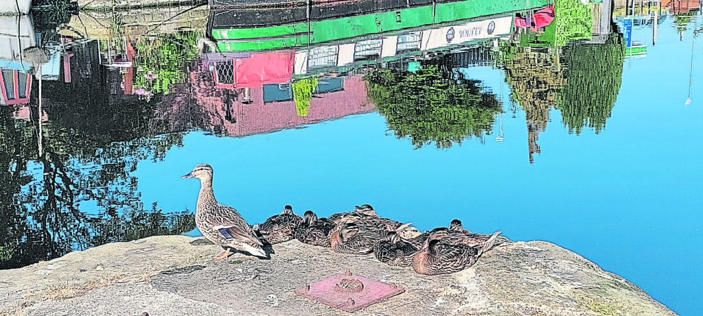 Still water reflects the light of a new day for this family of ducks.