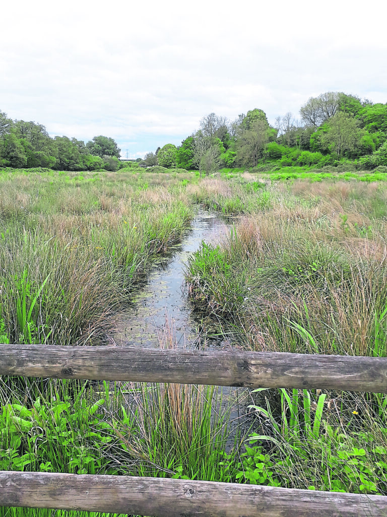 The canal section through Rewe Nature Reserve near Holywell Lake, Wellington.PHOTOS: FGWCT