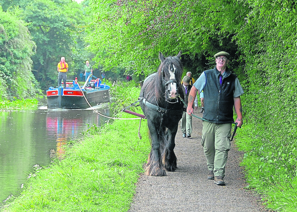 Tilly hauling Dawn Rose with owner Kevin Morgan.