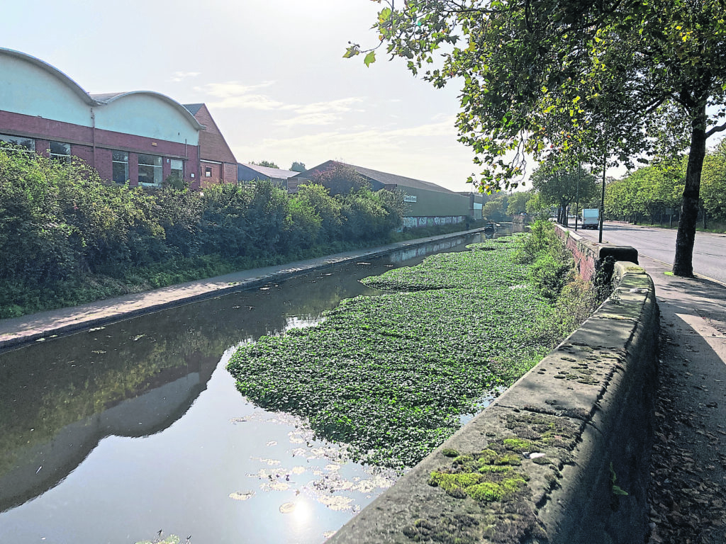 A raft of pennywort on Nottingham & Beeston Canal. The Canal & River Trust is spending £1 million a year removing invasive plants. IMAGE: SUPPLIED