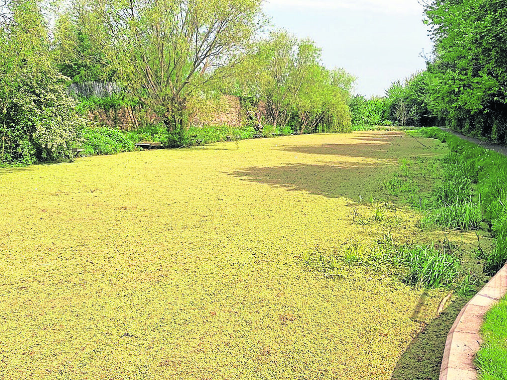 WEEDS: Weevils fight back in £1m war