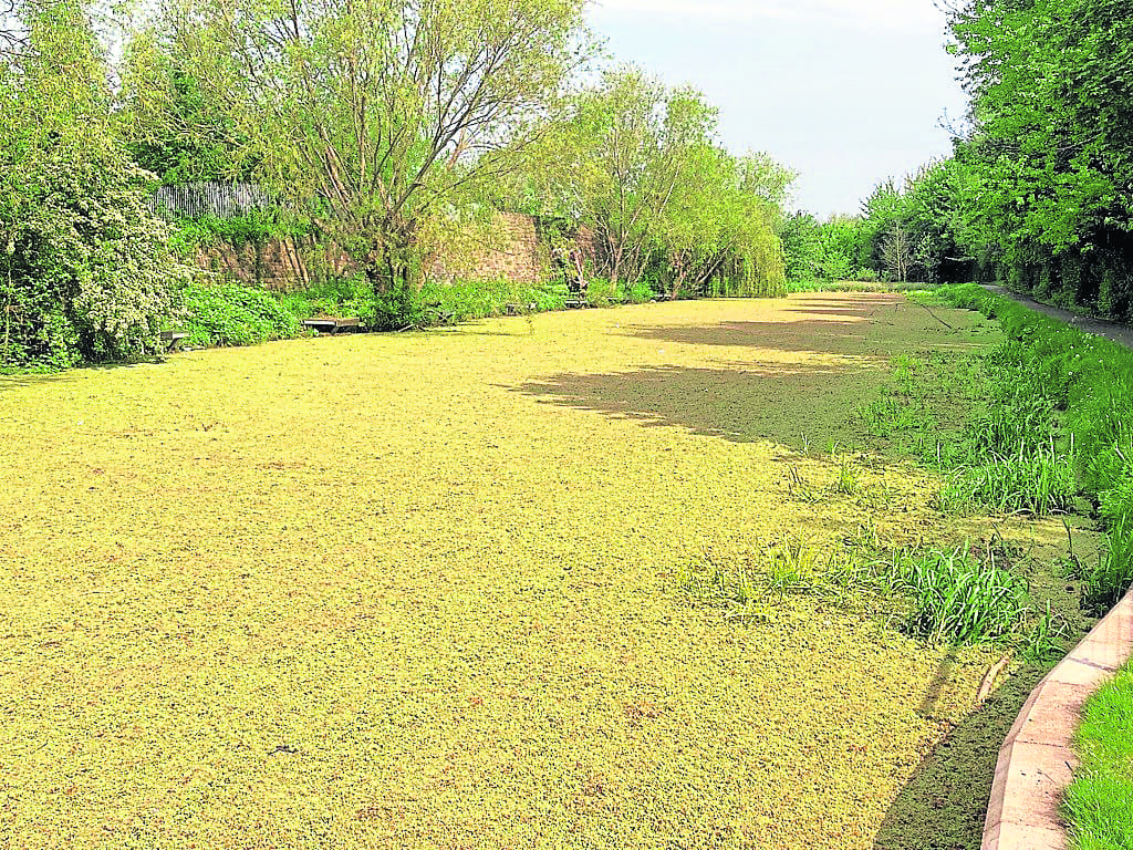 ‘Before’ photo shows the Dearne & Dove Canal, Swinton covered in a carpet of  invasive azolla weed. PHOTO: SUPPLIED