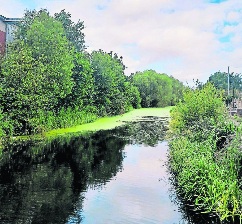 ‘After’ photo shows progress of ‘natural army’ of weevils in the Dearne & Dove Canal, Swinton, after the Canal & River Trust released the creatures to tackle invasive azolla weed. PHOTO: SUPPLIED