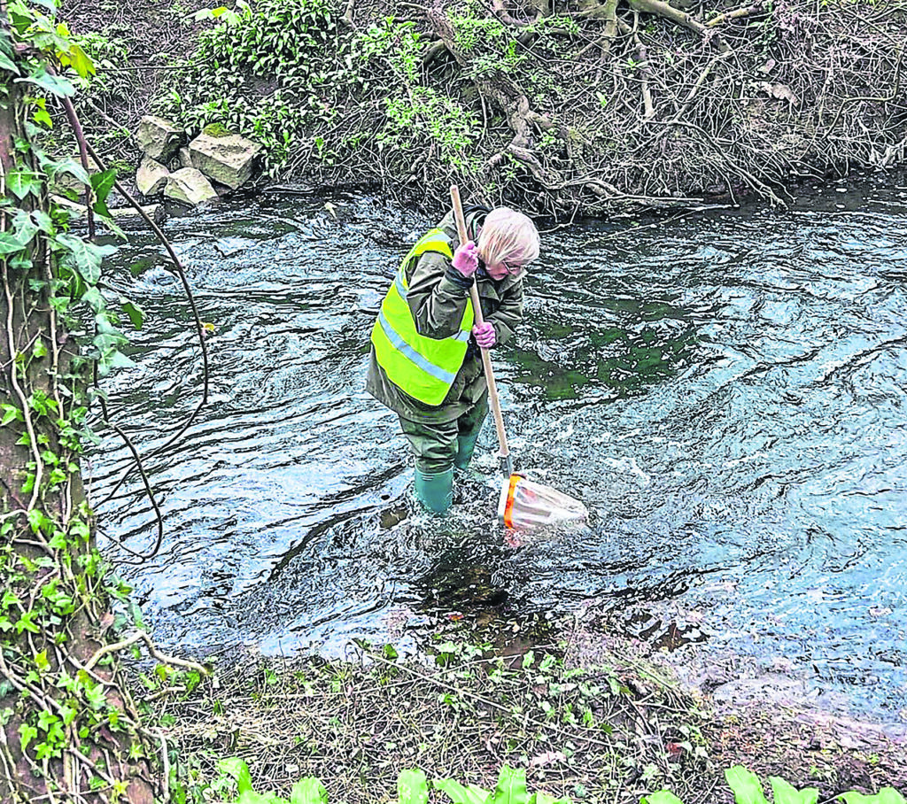 Barbara Hilton kick-sampling in the River Foss. PHOTO: MIKE GRAY