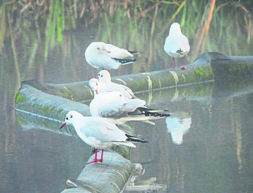 Out of their breeding plumage, during mid-November, black-headed gulls rest in a pound along the Caen Hill Flight.