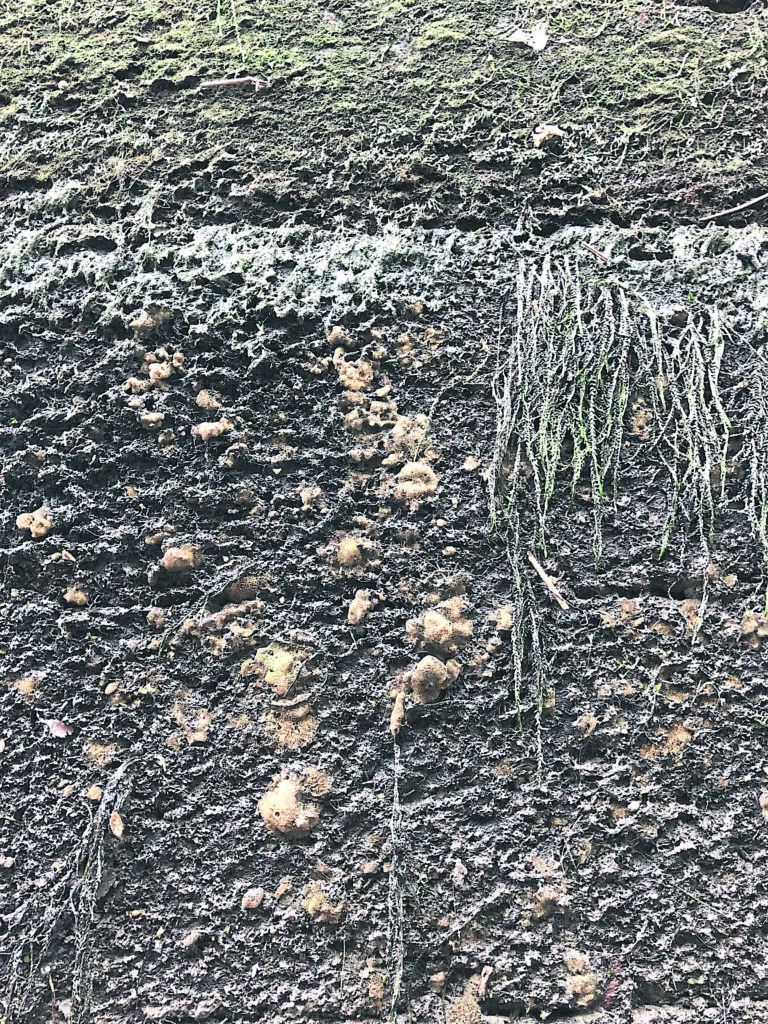 Species: Freshwater sponge, lichens, mosses and algae are some of the species found on the walls of Leeds River Lock 1.
