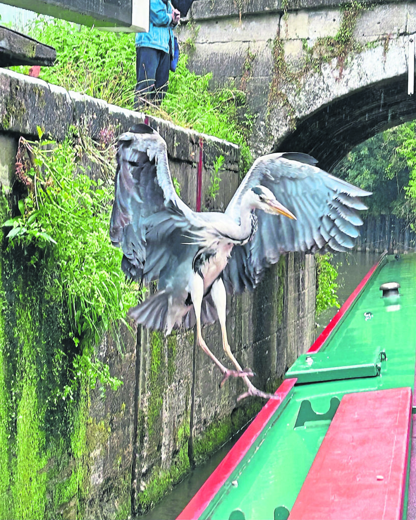 Majestic Landing - A Heron’s Commanding Presence, by Hanna Jury, was in second place.
