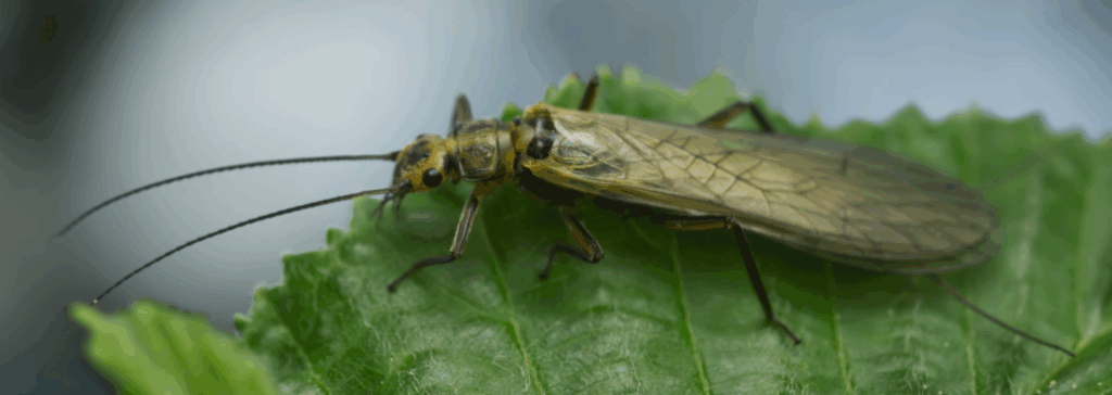 Plecoptera Stonefly