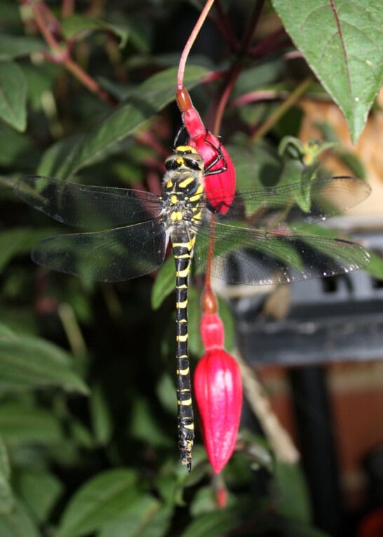 EXPLORE the magical world of dragonflies