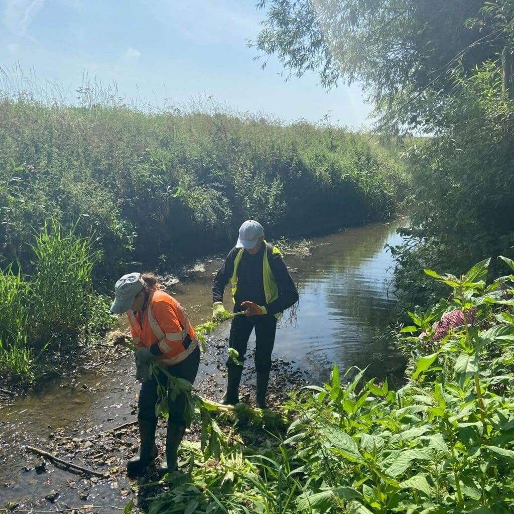 Volunteers from the East Mercia Rivers Trust tackle balsam on the River Bain in Horncastle, Lincolnshire. PHOTO: EMRT.