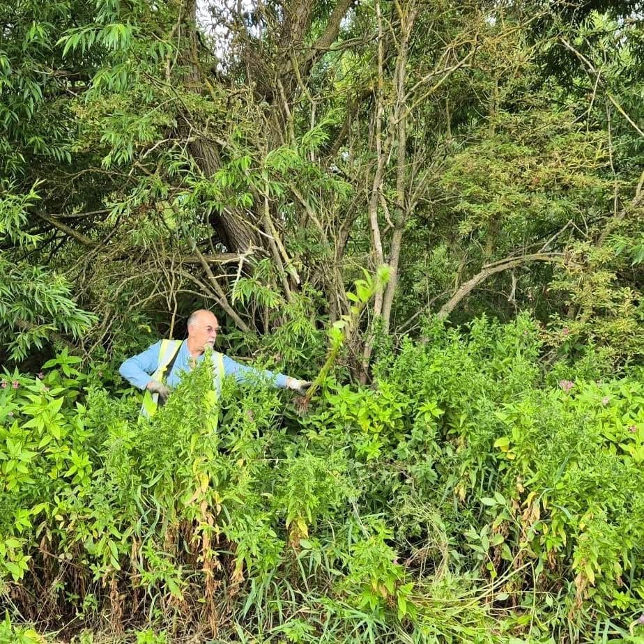 The East Mercia Rivers Trust hosts regular balsam bashing sessions in Lincolnshire. PHOTO: EMRT