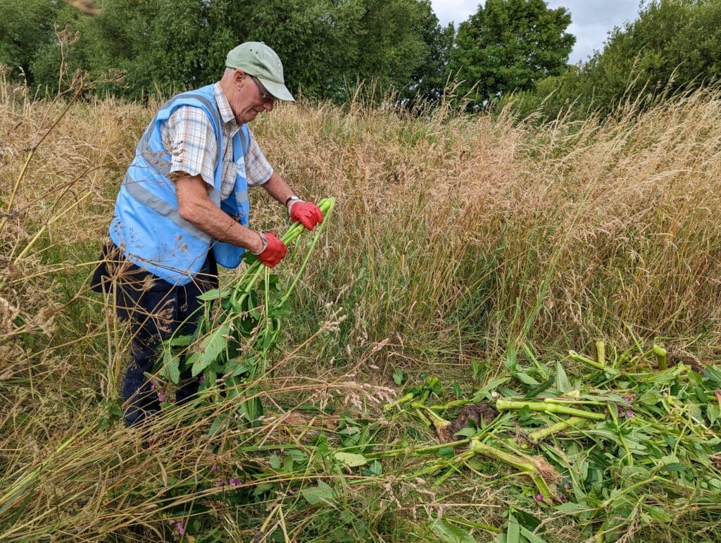 A volunteer with Grantham RiverCare tackles balsam. PHOTO: David Martin/Grantham RiverCare