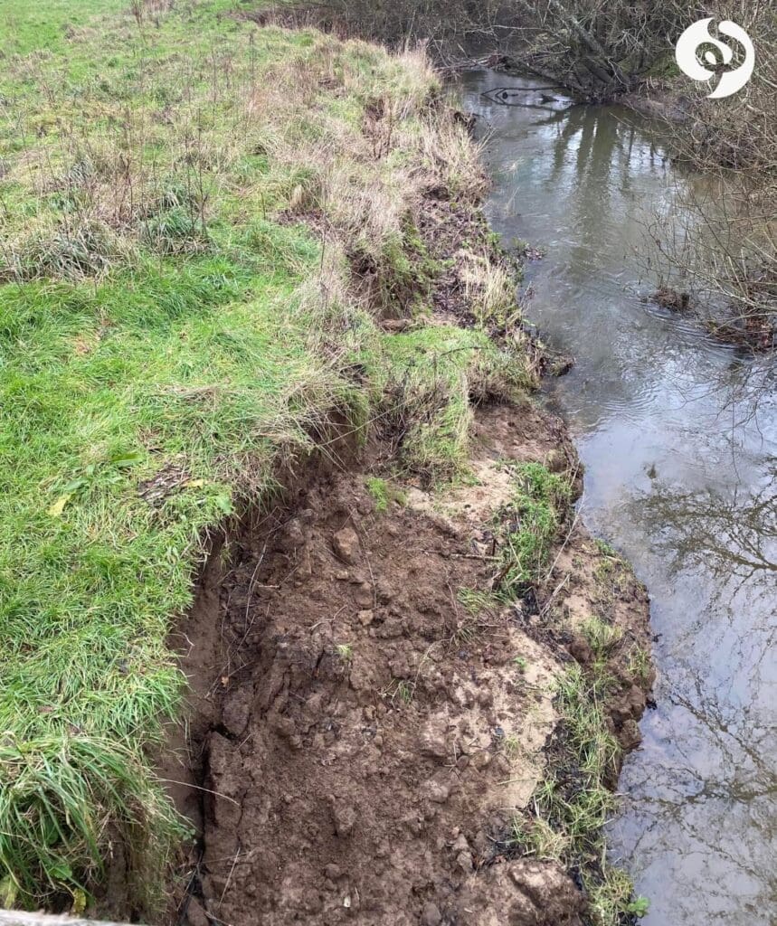 This image taken last year by Western Sussex Rivers Trust shows how Himalayan balsam can destabilise and enhance riverbank erosion. It has been exacerbated by winter dieback from the balsam, which leaves behind bare, unconsolidated bank sediment that is easily washed into rivers during heavy rainfall. PHOTO: WSRT