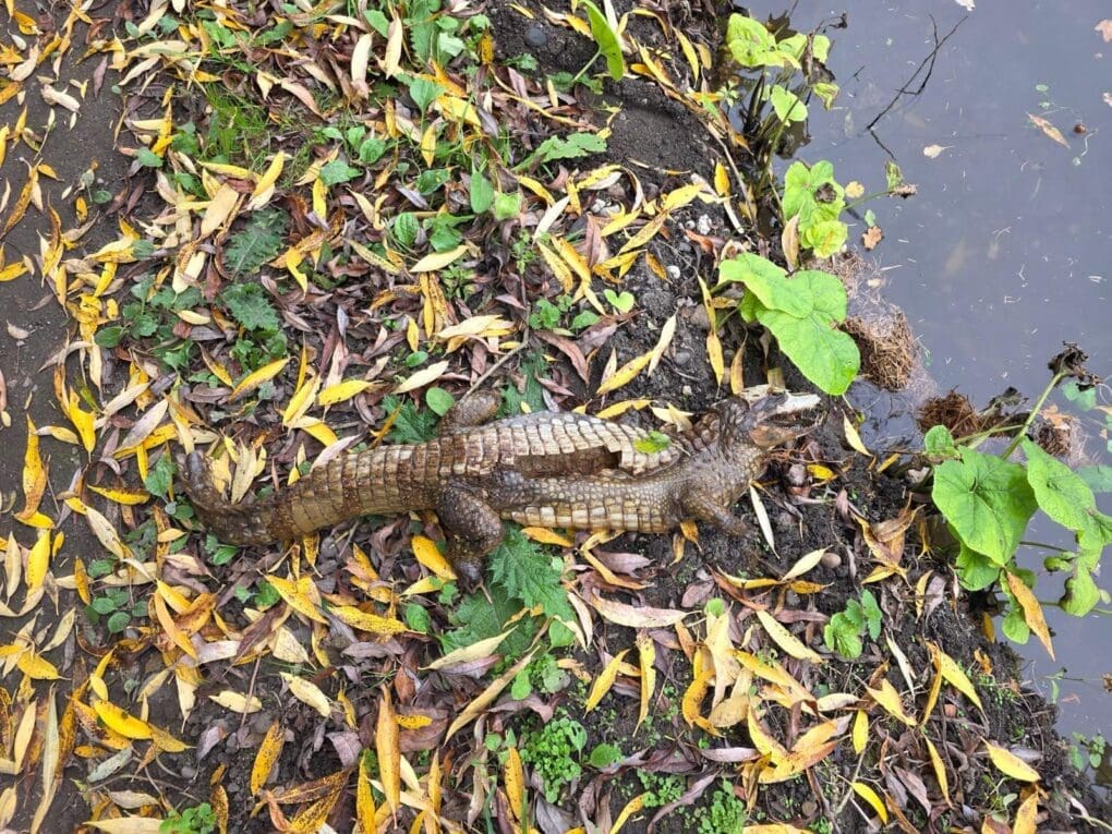 CROCODILE ON THE CUT not all it seemed