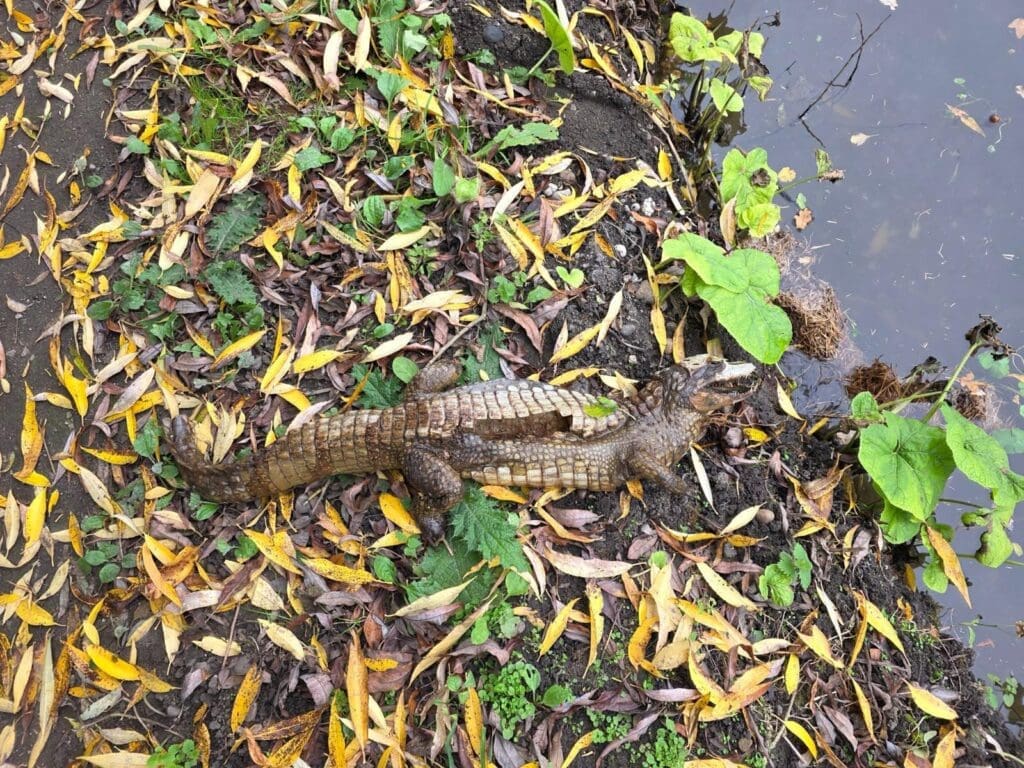 The taxidermy crocodile ‘spotted’ near Mercia Marina. PHOTO: DRCT