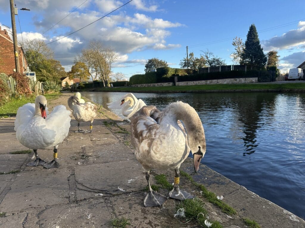Canals provide critical habitats for wildlife. Swans on the towpath beside Chesterfield Canal at Worksop. PHOTO: LUCY WOOD