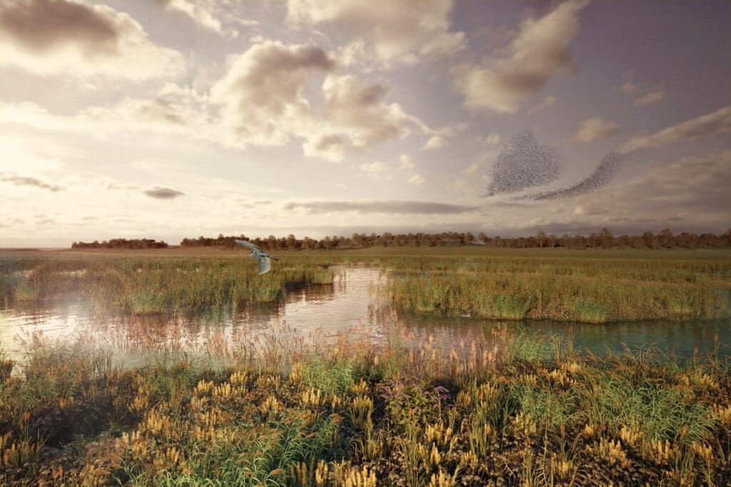 The Fens Reservoir wetland.