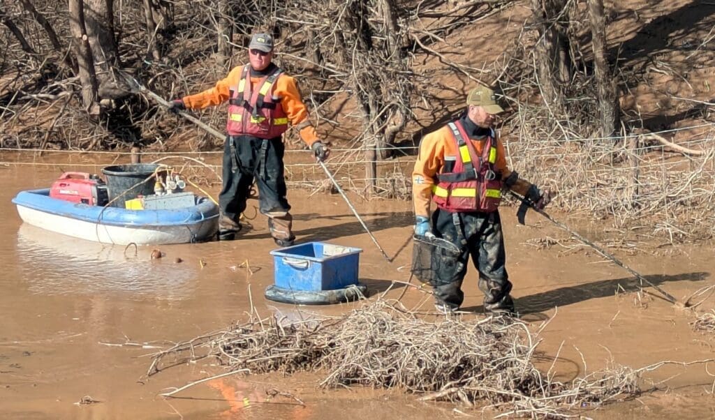 Whitchurch breach fish rescue